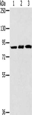 SYTL5 Antibody