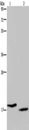 KLLN Antibody