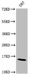 SNCA Antibody