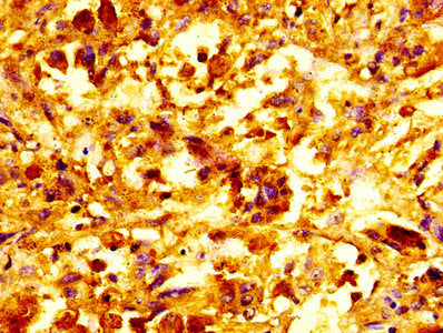 SNCA Antibody