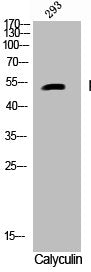 Phospho-CASP9 (S196) Antibody