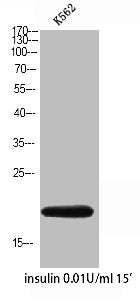 COX4I2 Antibody
