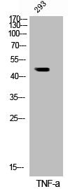 Phospho-IKBKG (S31) Antibody