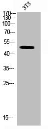 MKNK1 Antibody