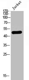 Phospho-RUNX1 (S249) Antibody