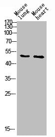 RUNX1 Antibody