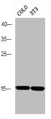 Phospho-PEA15 (S116) Antibody