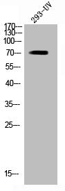 Phospho-RIPK2 (S176) Antibody