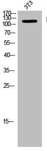 KSR1 Antibody