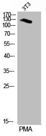 Phospho-PER2 (S662) Antibody