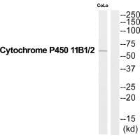CYP11B1/CYP11B2 Antibody