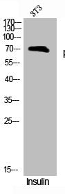 Phospho-WASF1 (Y125) Antibody