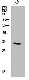 CCND3 Antibody