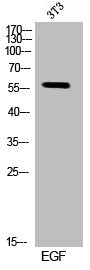 Phospho-STAM2 (Y192) Antibody
