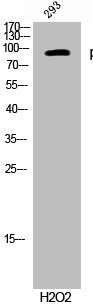Phospho-RPS6KA4 (T568) Antibody
