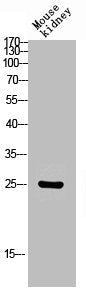 CLDN2 Antibody