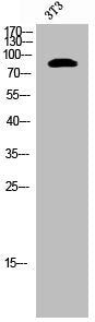 Phospho-RPS6KA5 (S212) Antibody
