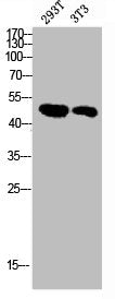 MAPKAPK2 Antibody