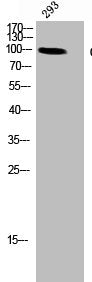 CD22 Antibody