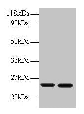 RBP4 Antibody