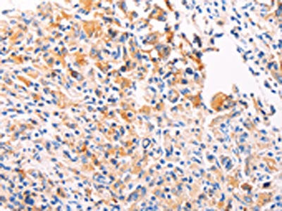 PGBD1 Antibody