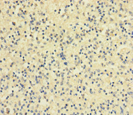 RETN Antibody