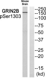 Phospho-GRIN2B (Ser1303) Antibody