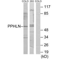 PPHLN1 Antibody