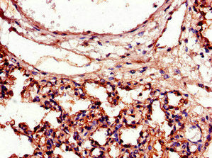 ICAM1 Antibody