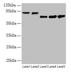 APP Antibody