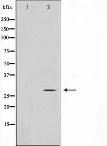 DDIT3 Antibody