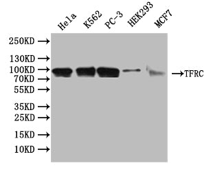 TFRC Antibody