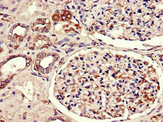 FLT1 Antibody