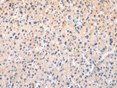 APLN Antibody