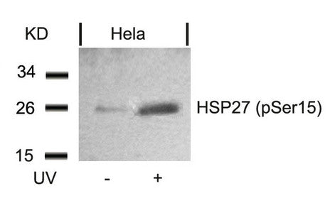 Phospho-HSPB1 (Ser15) Antibody