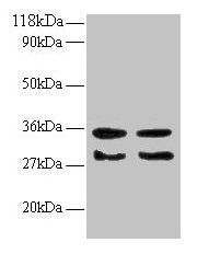 TGFA Antibody
