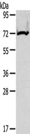 CPT2 Antibody
