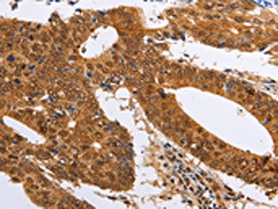 PSMD8 Antibody