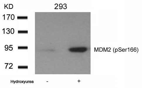 Phospho-MDM2 (Ser166) Antibody