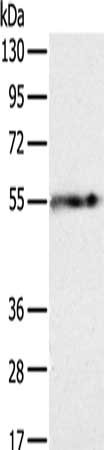 PLIN1 Antibody