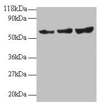 TIMP2 Antibody