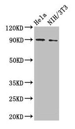 L1CAM Antibody