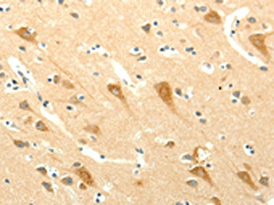 SYT5 Antibody