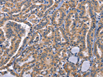 CD48 Antibody
