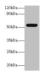 MMP3 Antibody