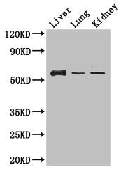 MMP8 Antibody