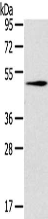 RCC1 Antibody