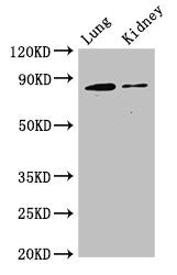 CDH5 Antibody