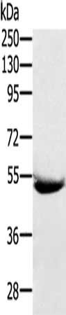 SERPING1 Antibody