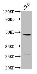 VEGFC Antibody